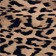 Tan Leopard