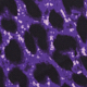 Vibrant Violet Leopard